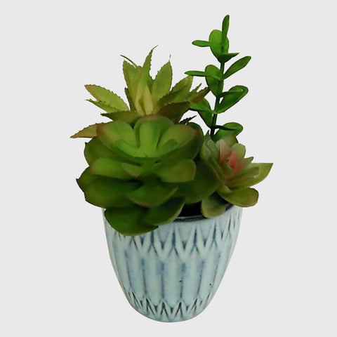 Succulent In Pot