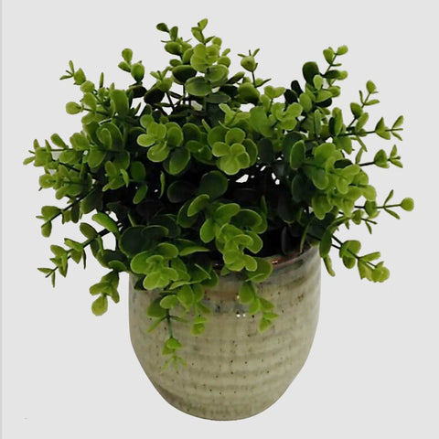 Green Leave In Pot