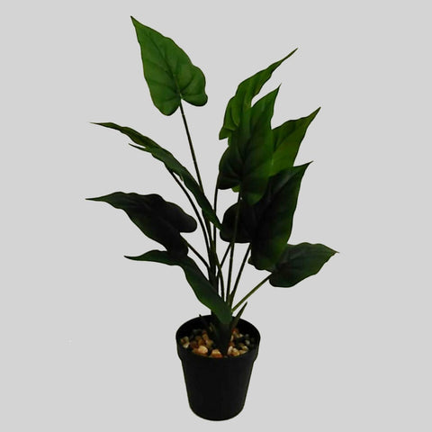 Green Leave In Pot