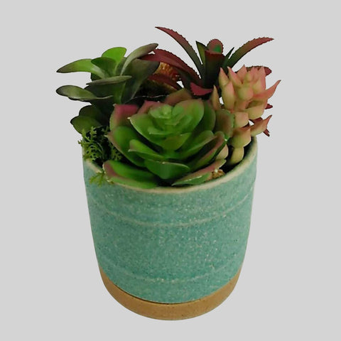 Succulent In Pot
