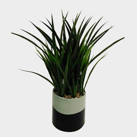 Green Leave In Pot