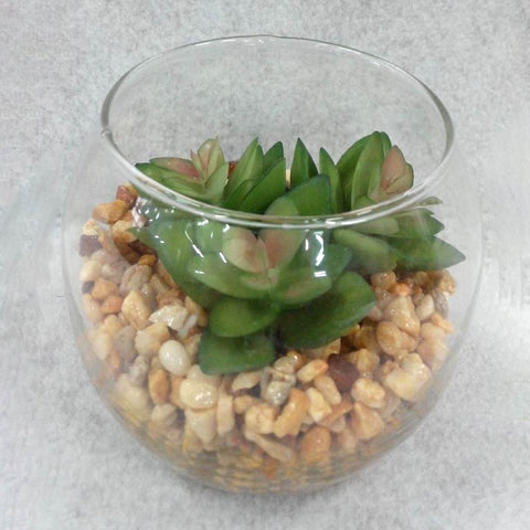 Succulent In Pot