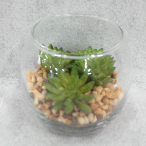 Succulent In Pot