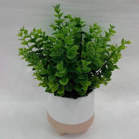 Greenery In Pot