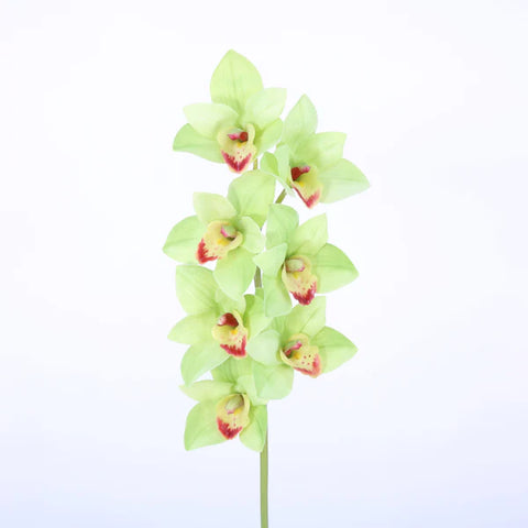 Orchidée bateau, Cymbidium Spray x7F, 27in-12P/60/6.18