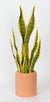 21 Inch Terracotta Potted Sansevierias