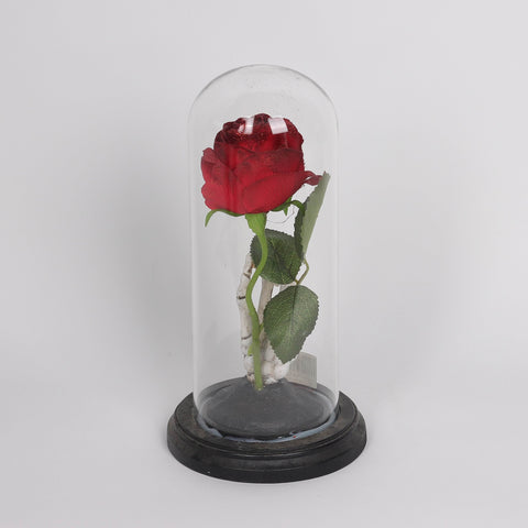 5.5*10.5'' Rose W/Transparent A Cover Décor
