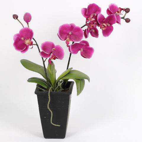 Nearly Natural Orchid Phalaenopsis Artificial Arrangement in Vase