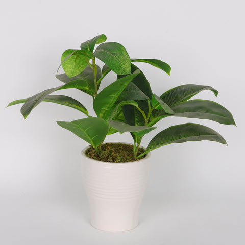 Sleek Greenery Decor for Modern Home Accents - 11.5 Inch