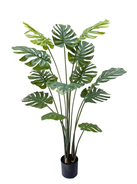 Monstera Plant in Black Pot: Enhance Your Space with this 59" Botanical Beauty