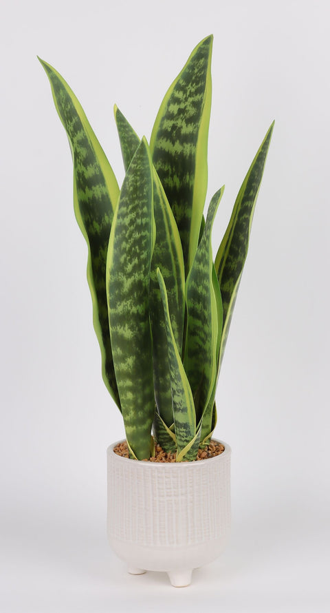 DÉCOR VERDURE 5.5 X 25''