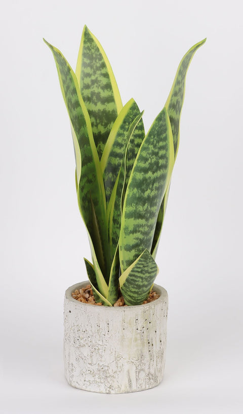 DÉCOR VERDURE 4.5 X 15.5''
