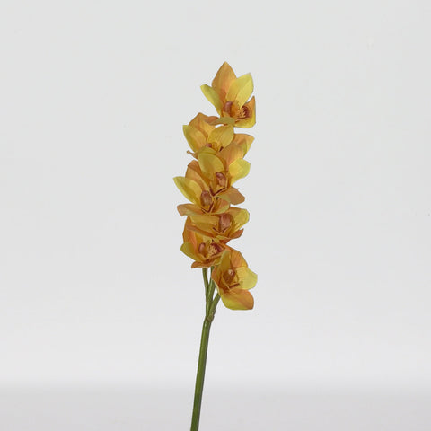 Orchidée bateau, Cymbidium Spray x7F, 27in-12P/60/6.18
