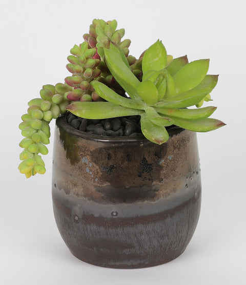 Succulent Décor w/ Ceramic Pot