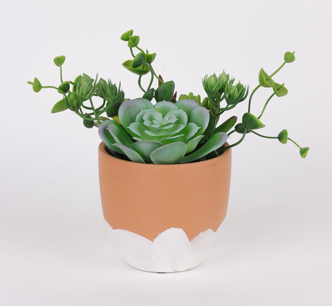 4.25*6.5'' VERDURE DÉCOR DE SUCCULENTES