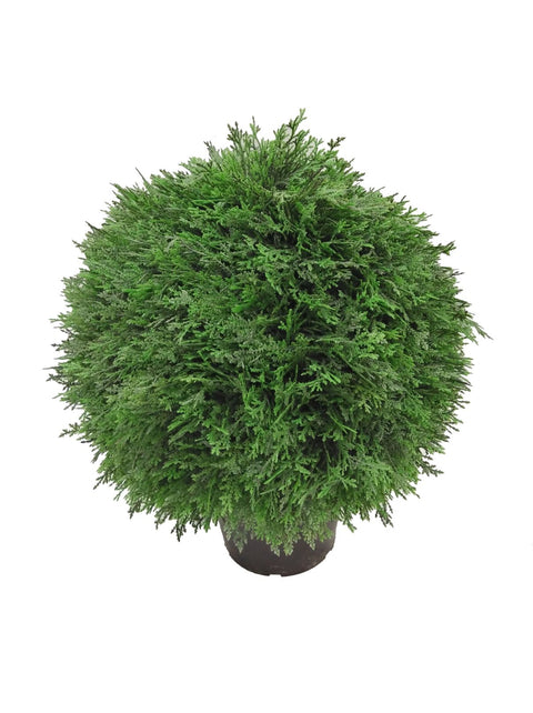 18" Cedar Ball Topiary in Pot: Lifelike Tabletop Plant for Home and Office Decoration