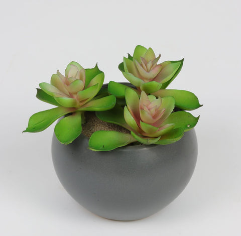 4*4 DÉCOR SUCCULENT