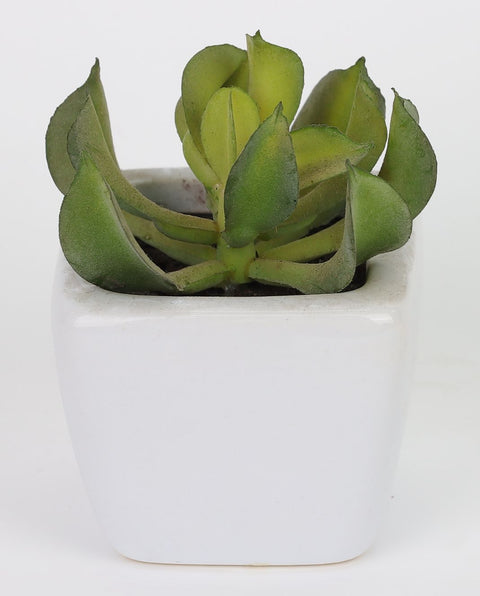 2*2.75''Greenery Succulent Arrangement Décor