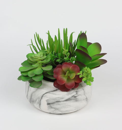 Succulent dans un pot de marbre