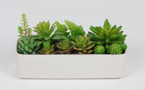 10.5*4.5*5.25 In Succulent Décor