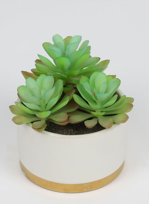 5*4.25 DÉCOR SUCCULENT