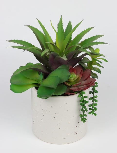 12*12 DÉCOR SUCCULENT
