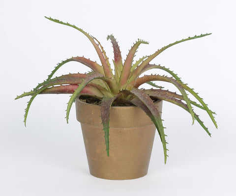 DÉCOR ARRANGEMENT SUCCULENT 10*8'' VERDURE