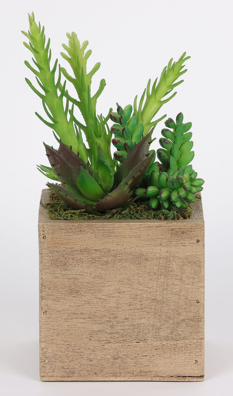 3.5*3.5*8''Greenery Succulent Arrangement Décor