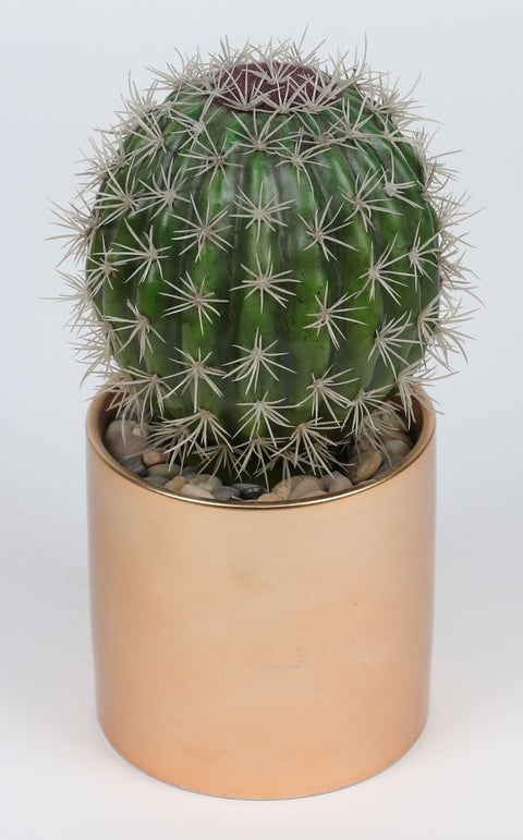 5*10 po DÉCOR CACTUS