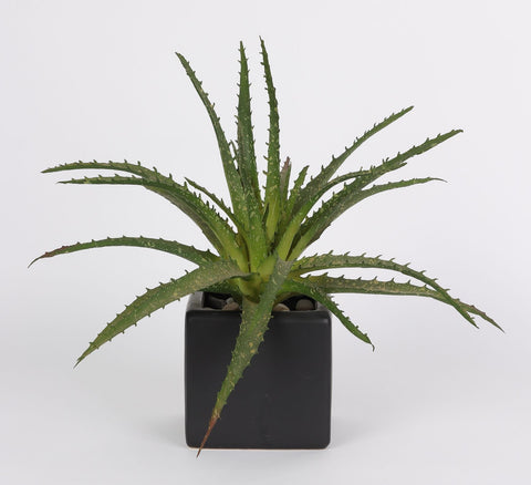 3.625*3.625*10.5''Greenery Succulent Arrangement Décor
