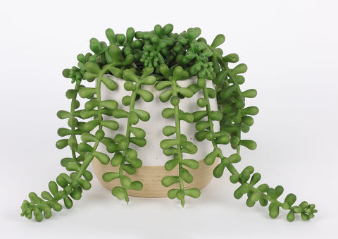 3.75*5'' VERDURE DÉCOR DE SUCCULENTES