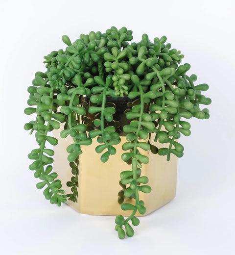Gold Potted Faux String of Pearl Succulent - 6.5 Inch Artificial Plant for Home Decor