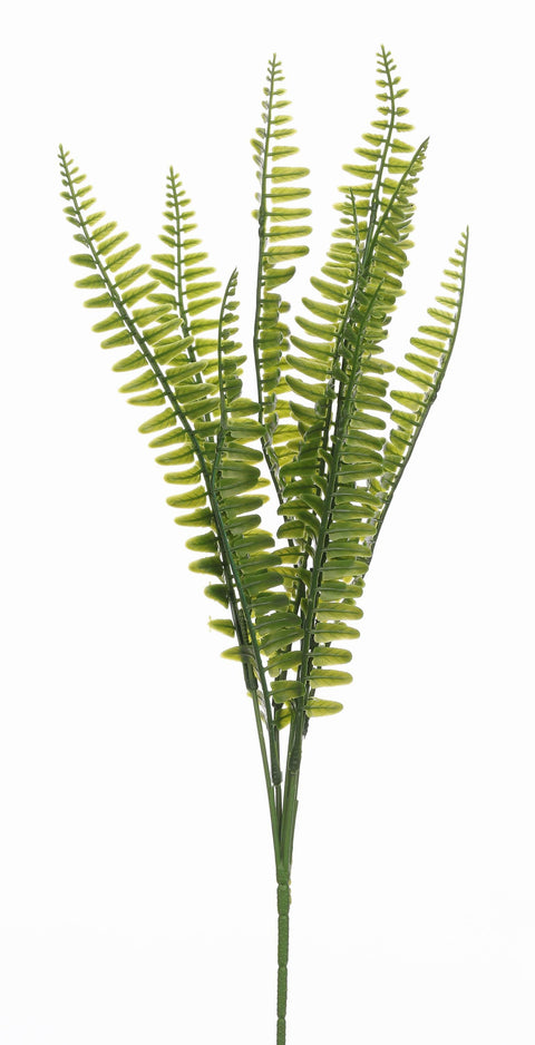 15" tige de fougère PE