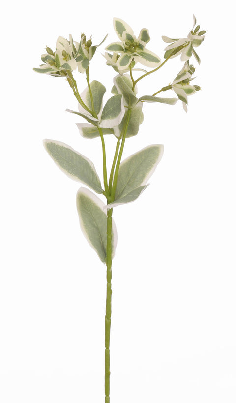 Buisson panaché 16"