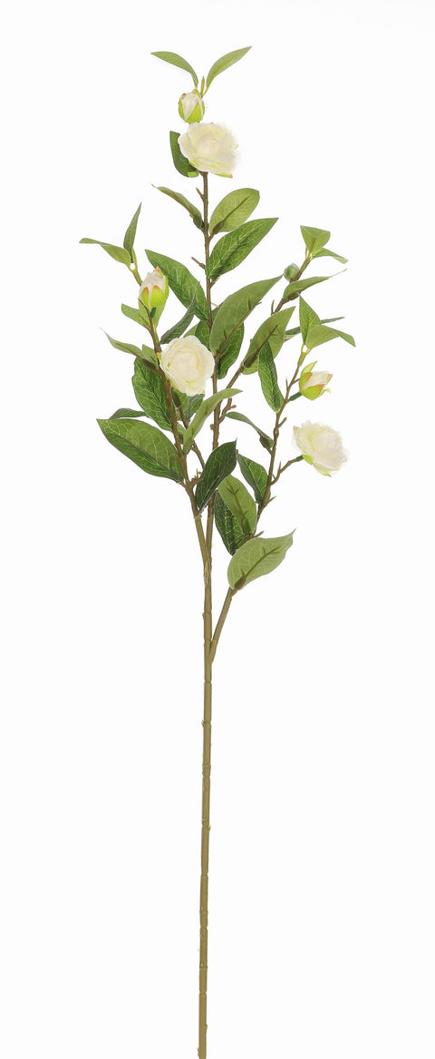 Camélia Branche-Blanche