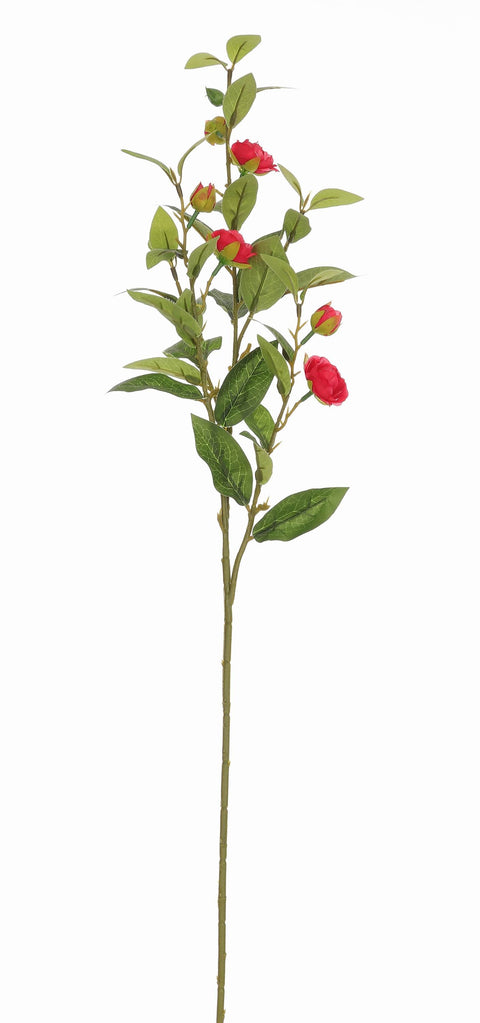 Camélia Branche-Rouge