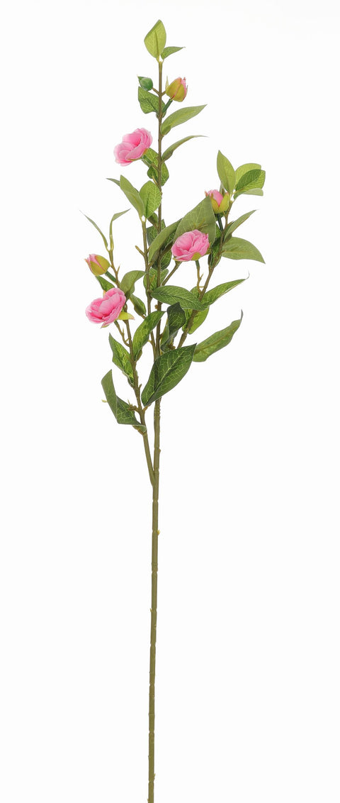 Camélia Branche-Rose