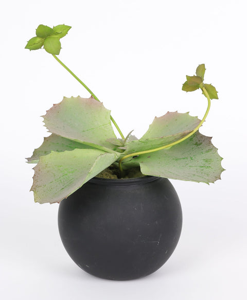 Succulent Décor w/ Ceramic Pot