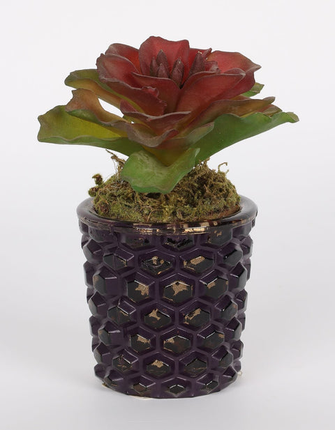 2.625''x4.75'' Pot Succulent