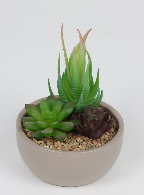 4.75*6 DÉCOR SUCCULENT