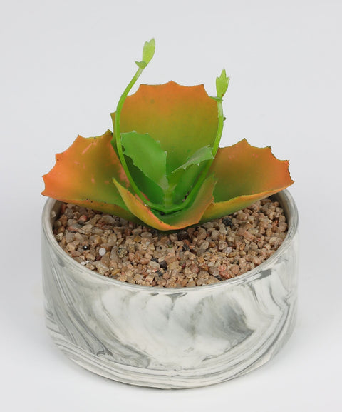 4.625*6 DÉCOR SUCCULENT