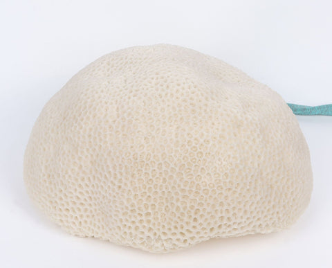 13''x12''x6.5'' Corail Lumineux Décoratif