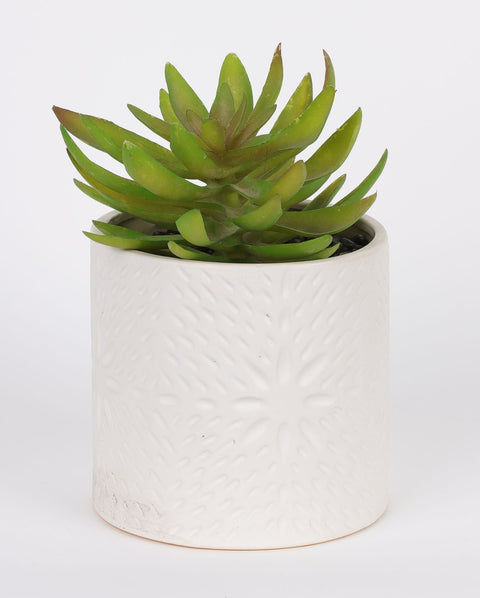 5*7.25'' VERDURE DÉCOR DE SUCCULENTES