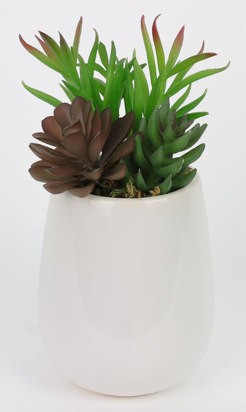Succulent Décor w/ Ceramic Vase